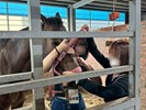 初次動手體驗馬事人員的工作